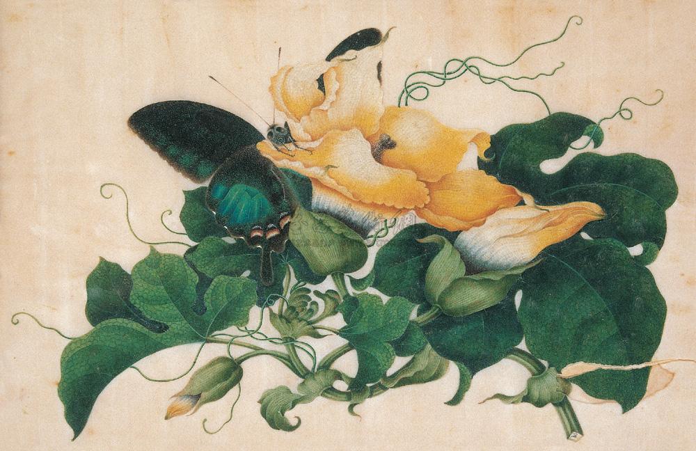 084319世纪末通草画花草图通草纸上水彩