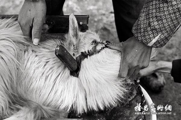 "四季平安"付羽摄影作品展