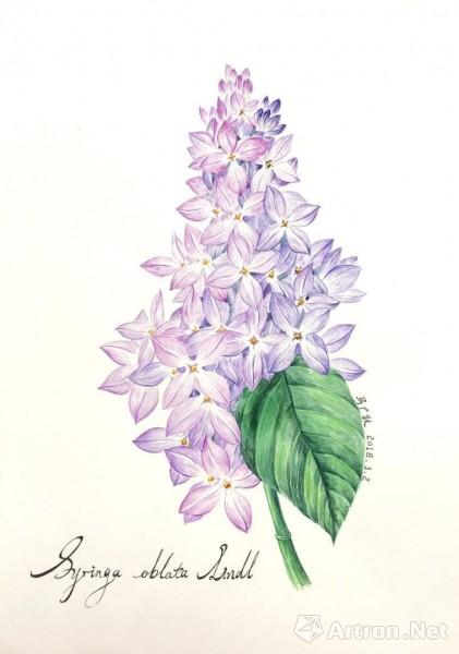 《丁香花》