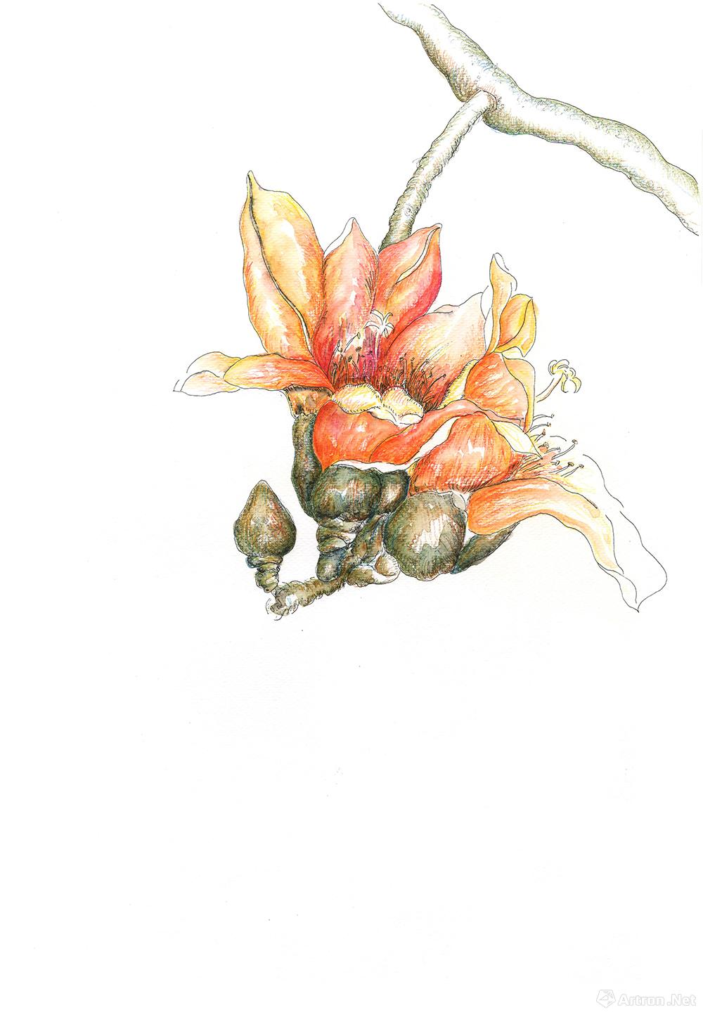 《木棉花》